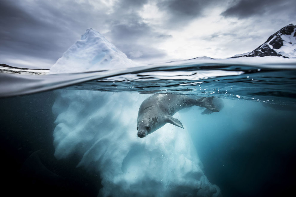 Победители Underwater Photographer of the Year 2019