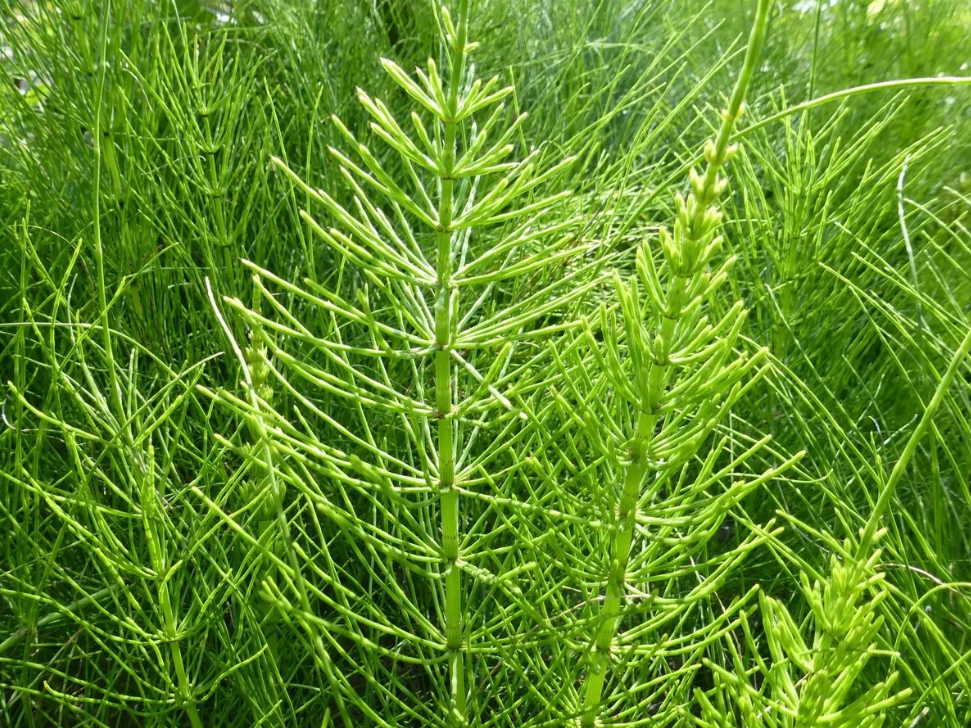 10 рецептов лечения варикоза и тромбофлебита травами, что растут под ногами