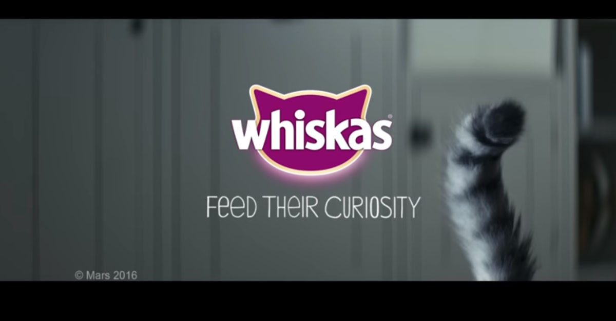 Включи видео тут. Whiskas для котят реклама. Реклама вискас с котенком. Рекламный ролик Whiskas. Реклама вискас котенок и дождь.