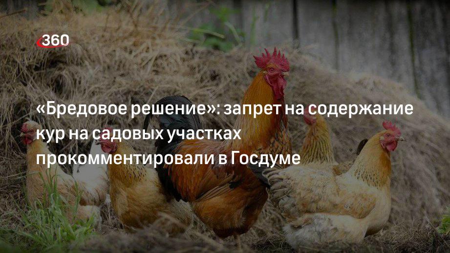 «Бредовое решение»: запрет на содержание кур на садовых участках прокомментировали в Госдуме