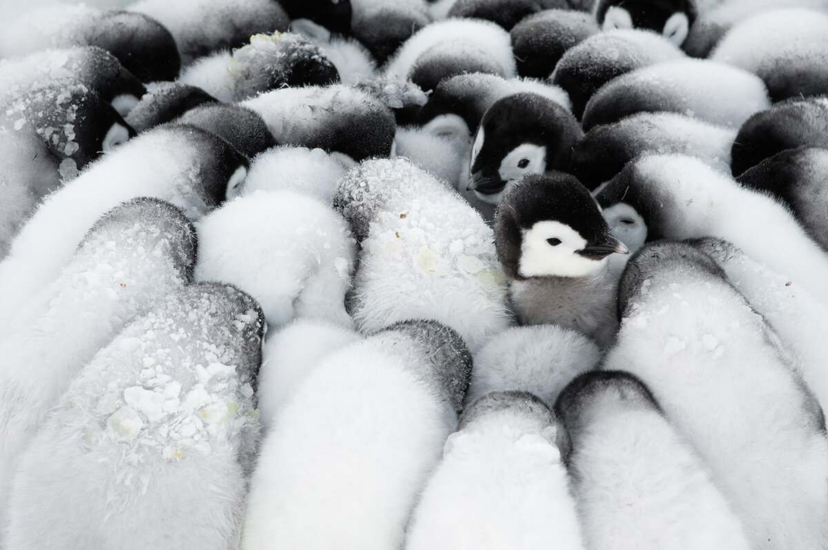11 милых фото пингвинов, которые вызывают улыбку