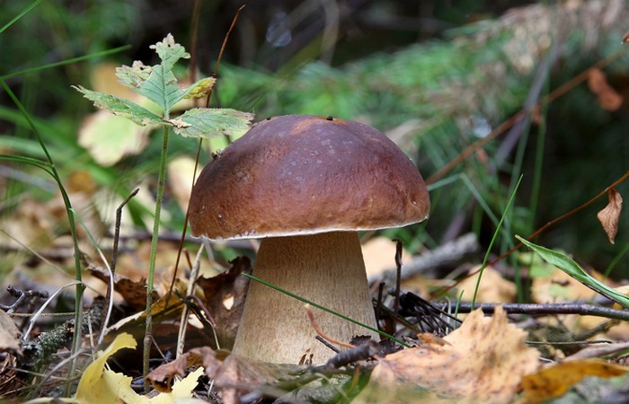 Невероятный факт: гриб скорее животное чем растение...