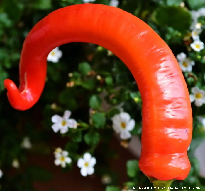 5177462_Image3371_12_1_ (700x653, 265Kb)