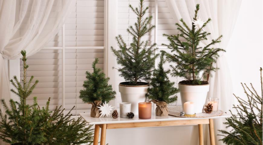 7 настольных растений, из которых получаются самые милые праздничные елки декор,идеи для дома,комнатные растения