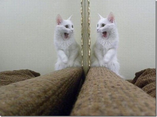 Полная Котовасия! Полная Котовасия! смешные картинки