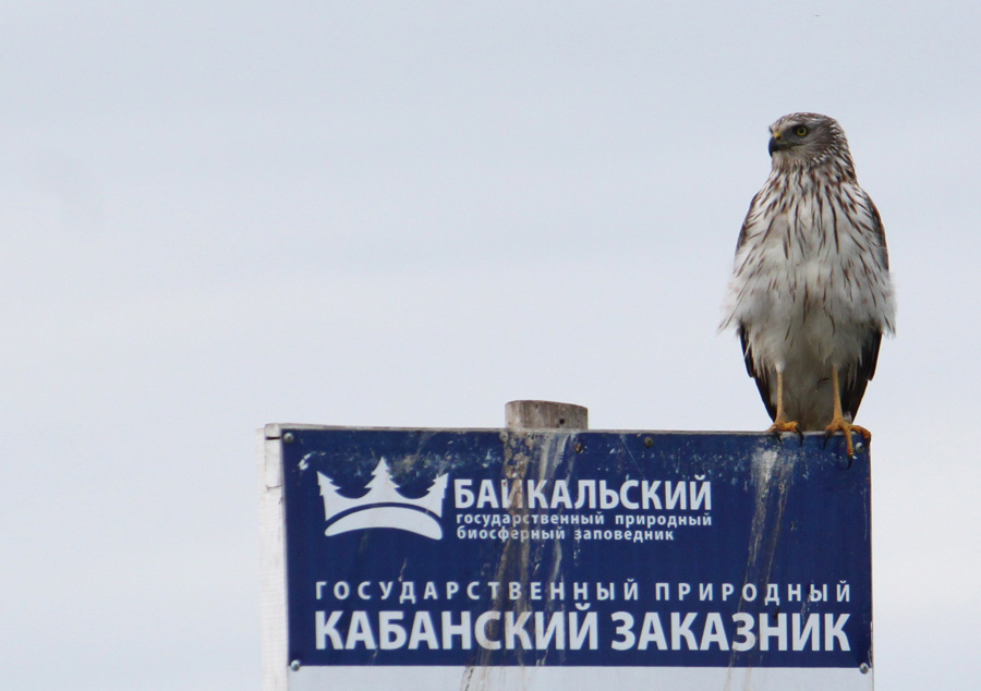 Вторушин-Александр-IMG_1246-1