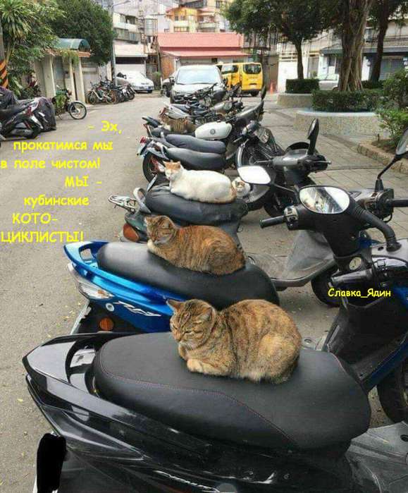 ДЕВЯТОЕ КОТЮЛЯ демотиваторы,животные,позитив,приколы,Смешные животные