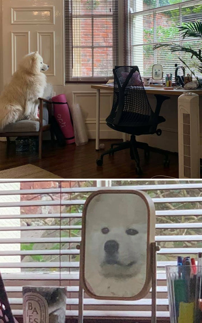 собака самоед смотрит на себя в зеркало