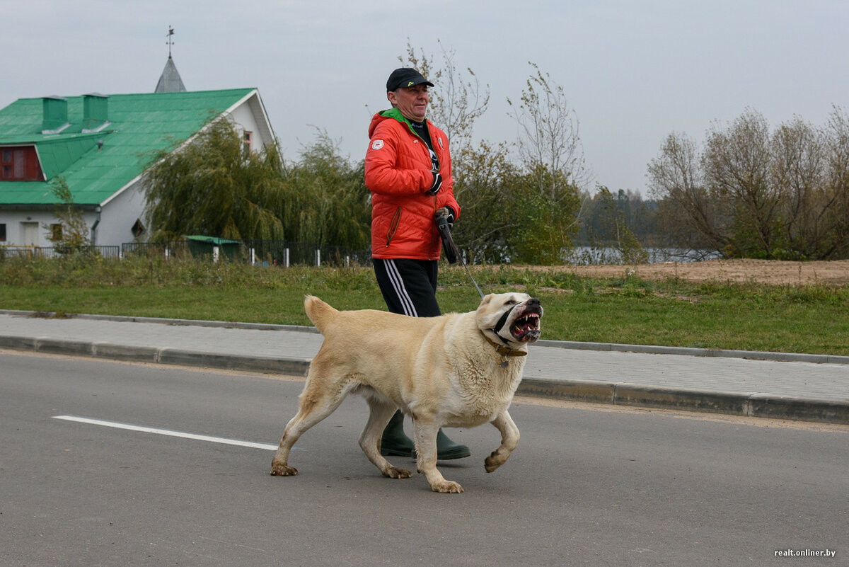 Господа собачники, водите своих питомцев на поводке! 