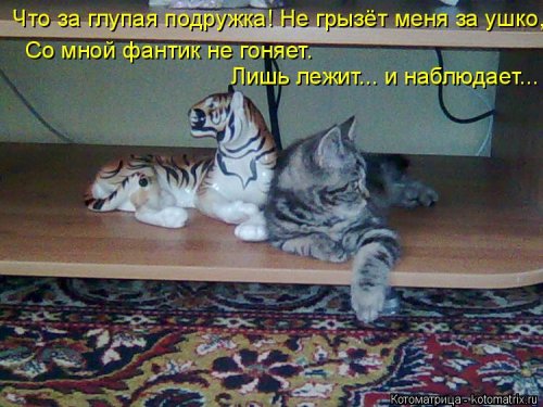 Новая котоматрица 