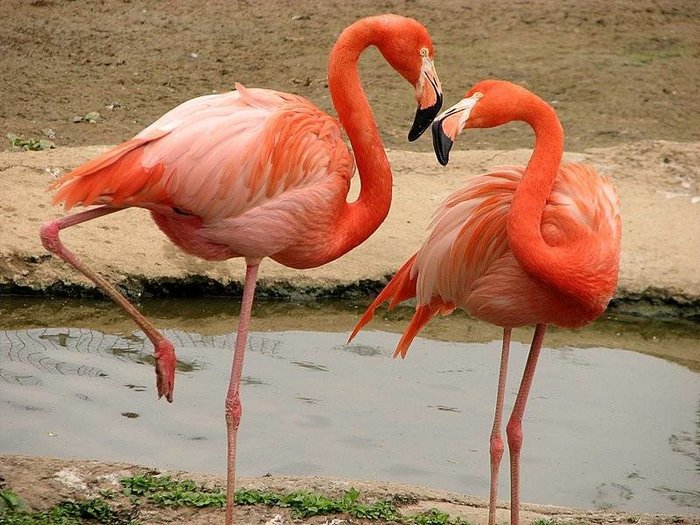 Фламинго-птица-Описание-и-образ-жизни-фламинго-5