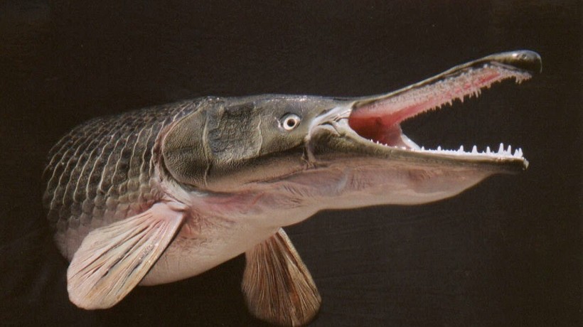 Аллигаторовая щука: огромная древняя рыба, которая может дышать атмосферным воздухом