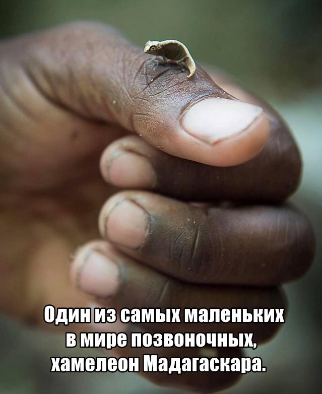 Веселые картинки и забавные фото с надписью из нашей жизни Веселые картинки и забавные фото с надписью из нашей жизни картинки с надписями,приколы,смешные комментарии,юмор