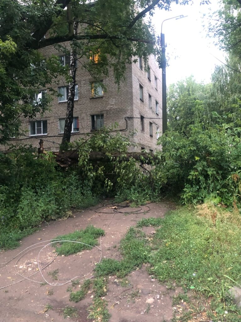 Жители посёлка Строитель жалуются на неубранные деревья