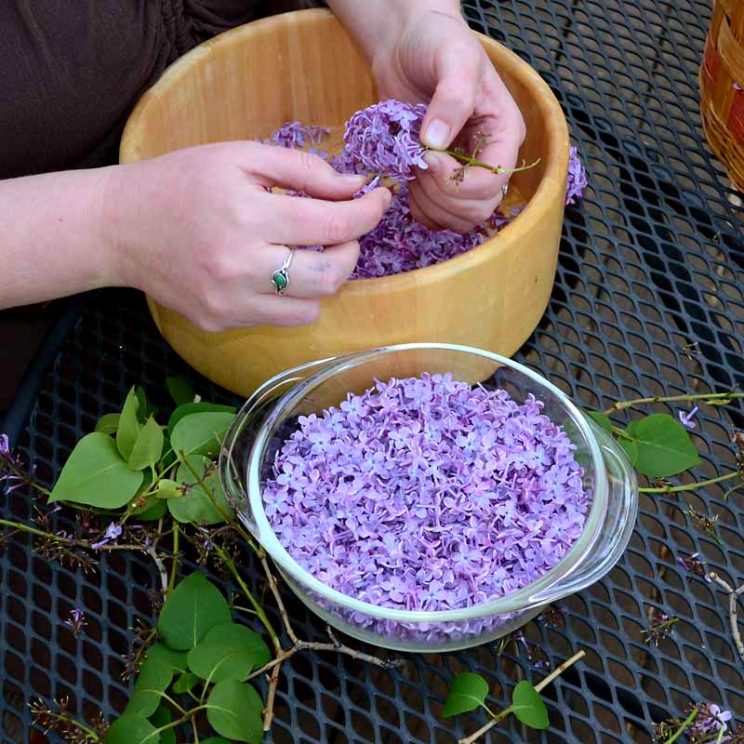Пока цветет сирень заполните банку растительным маслом и фиолетовыми цветками домашний очаг,полезные советы,своими руками,сирень