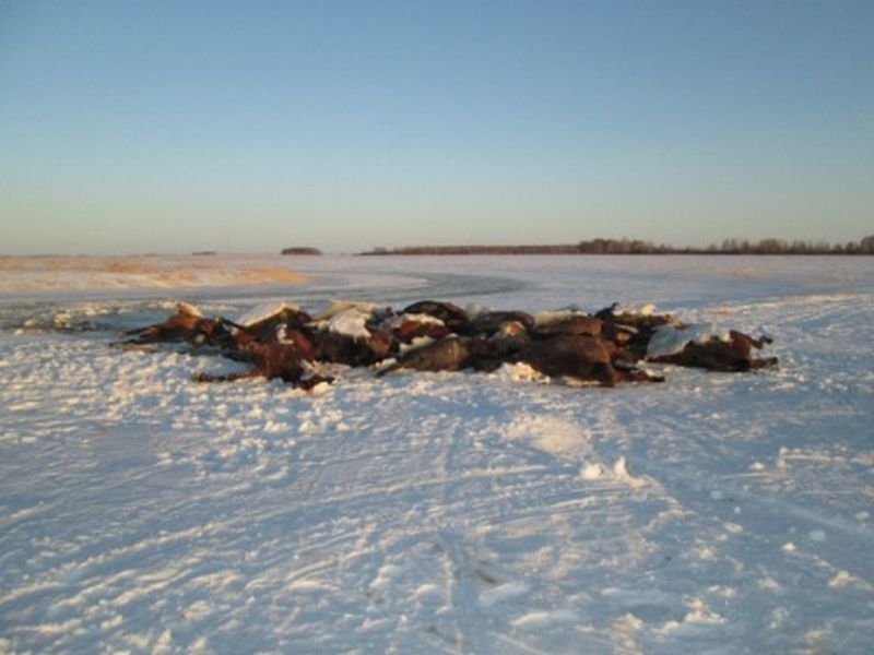 Утонули лошади. Замерзшие лошади в озере.