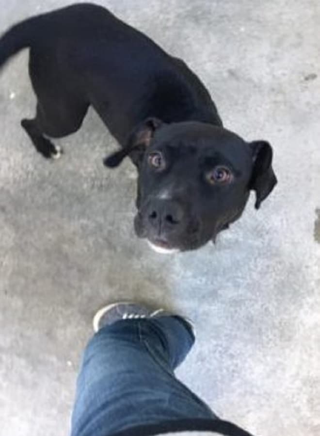 Собака боится 