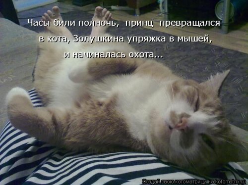 Свежая котоматрица для всех (20 шт)