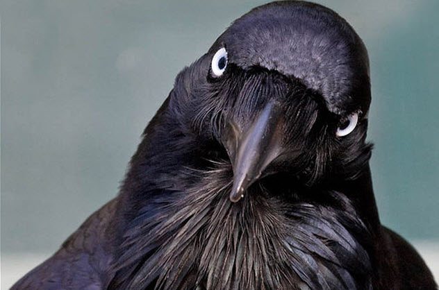 Несколько интересных фактов о воронах