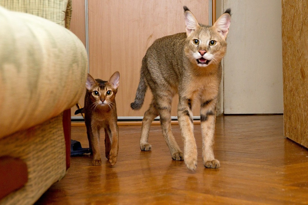 Кстати, камышовые коты могут жить и дома. Более того, путём скрещивания камышового кота с породой Абиссинская кошка была создана порода под названием хауси.