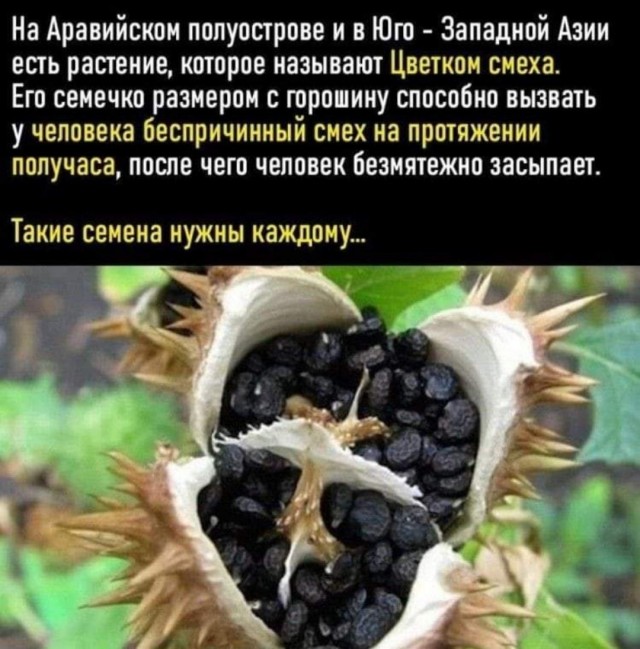 Юмор на любителя