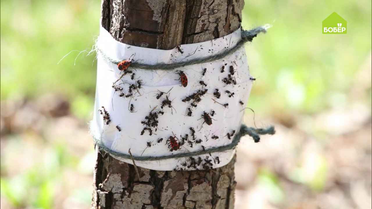 Ловчие пояса для плодовых деревьев. Ловчий пояс 3 м. Ловчий пояс от муравьев для деревьев. Ловчие пояса для плодовых деревьев. Ловчий пояс от муравьев для деревьев.