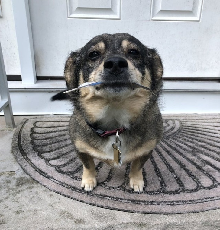 17 доказательств того, что мы не заслуживаем собак 17 доказательств того, что мы не заслуживаем собак супер