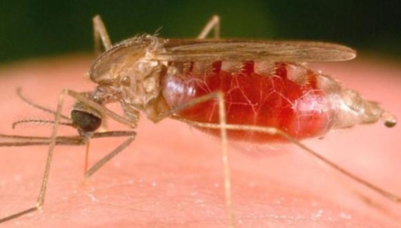 Малярийный комар. Чем опасен его укус?