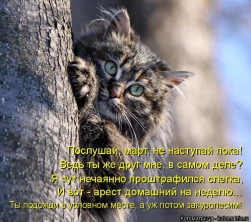 Новая котоматрица (36 фото)
