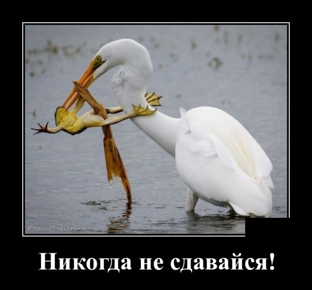 Демотиваторы. Убойные картинки! Демотиваторы. Убойные картинки! демотиваторы