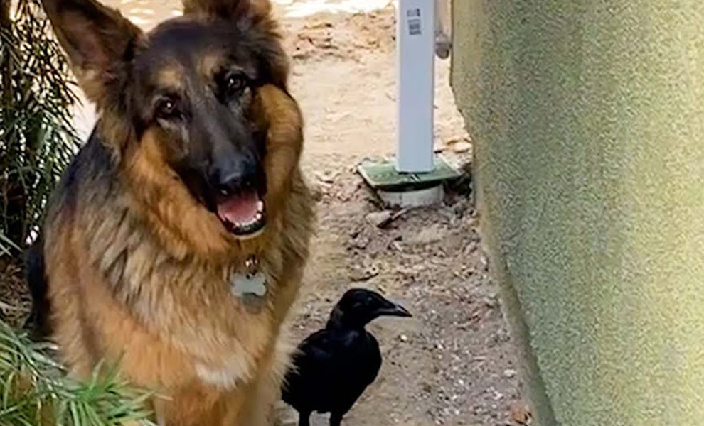 Женщина спасла ворона и он стал возвращаться: на видео гуляет как вторая собака рядом с овчаркой