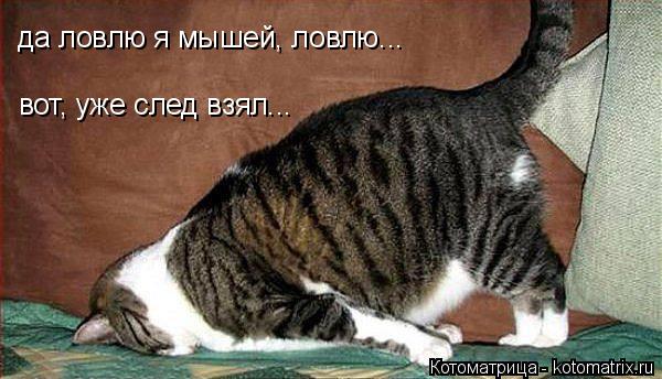 Котоматрица: да ловлю я мышей, ловлю... вот, уже след взял...