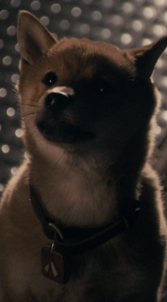Hiaci: A Dog's Tale is one of the best sad movies if you are an animal lover.