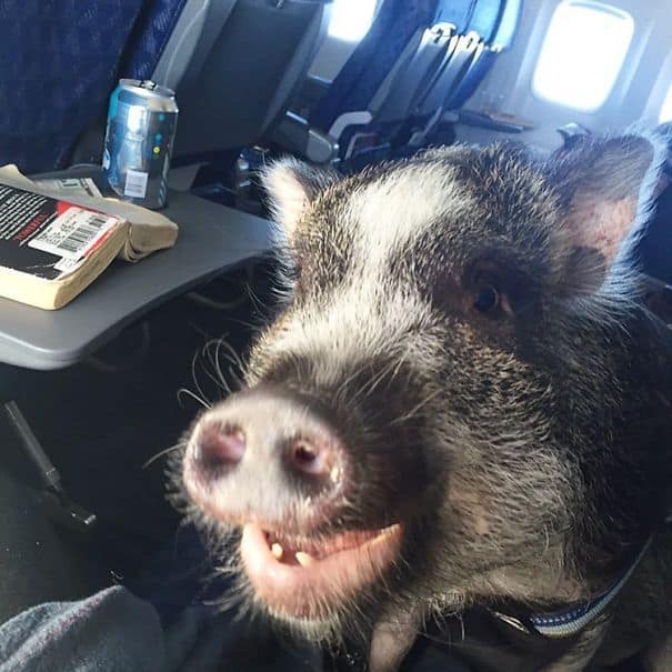 When Pigs Fly? Ha! Hoggin