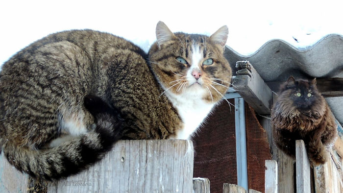 Siberian Cat