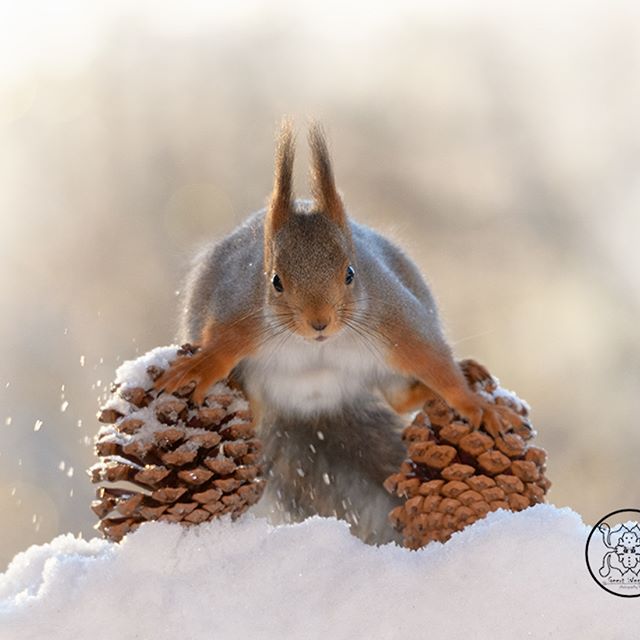 Шведский фотограф 6 лет преследует белок и собирает самые редкие кадры картинки
