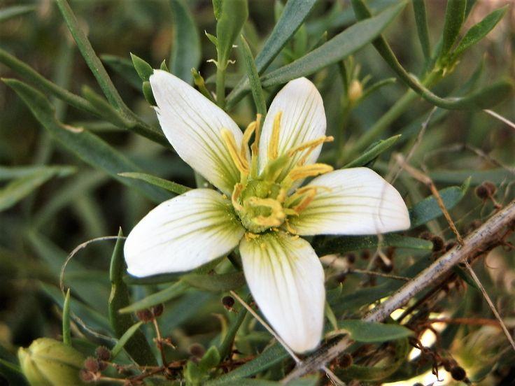 Не только ипомея и шалфей: список запрещенных на даче растений растение, России, растения, вещества, содержит, сорта, семена, содержат, семейства, растений, поэтому, участке, этого, штраф, грозит, именно, выращивать, нашей, многие, внимание