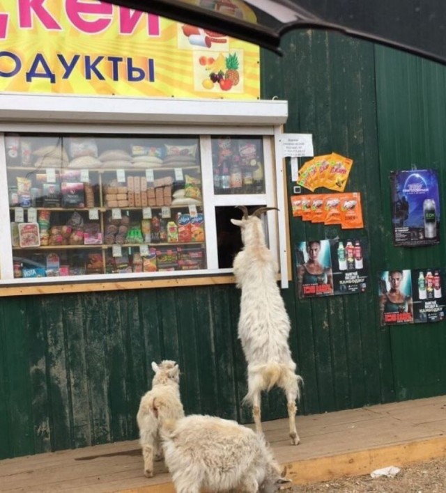 Юмор в картинках и без 