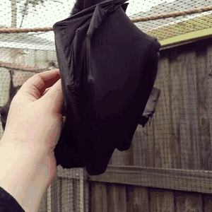 Adorable Bats
