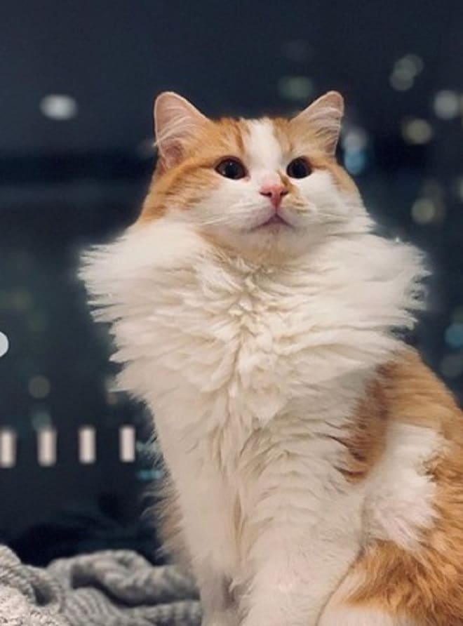 Пушистая кошка