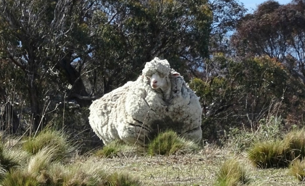 Самая нестриженая овца мира Австралия,животные,интересное,книга рекордов Гиннеса,овца,шерсть