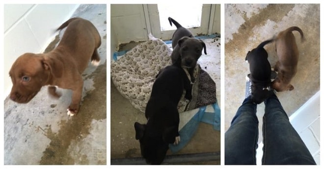 Собаки играют