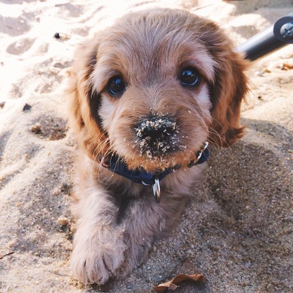 Cooper's First Time At The Beach Cooper