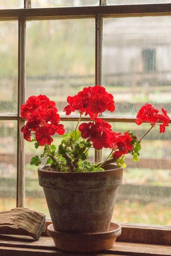 7 комнатных растений, помогающих забеременеть растение, чтобы, цветок, нужно, можно, забеременеть, любит, будет, ребенка, зачатия, лучше, женщины, именно, температуре, считается, говорят, могут, может, точно, предпочитает