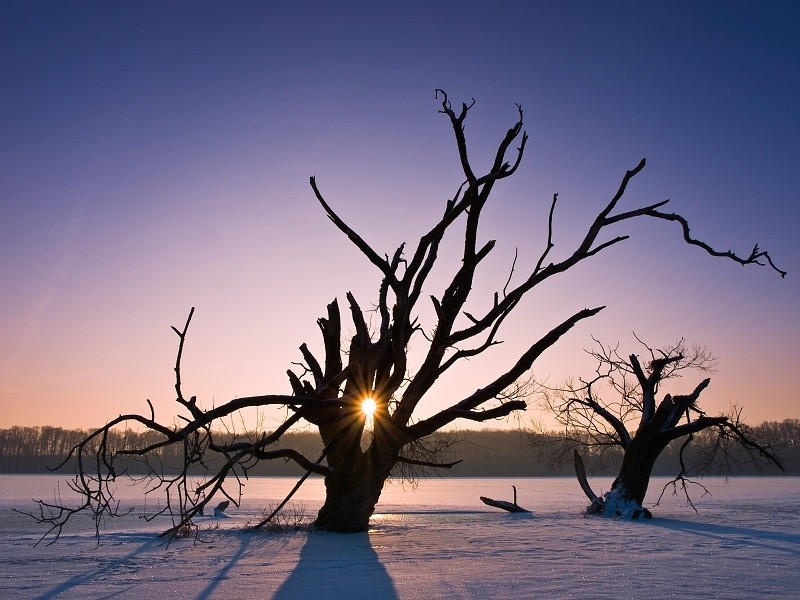 Фотография Dead Trees автор Jan Bainar на 500px