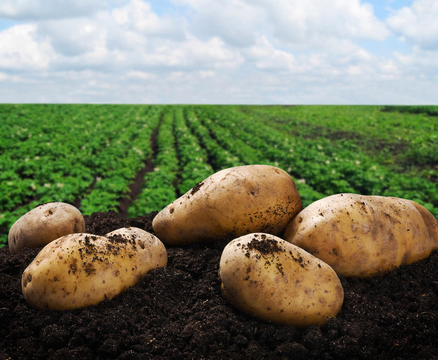Как сохранить урожай картофеля до весны без потерь дача,сад и огород,урожай