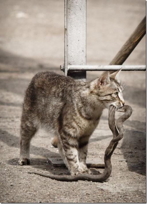 Полная Котовасия! смешные картинки