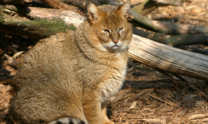 Камышовый кот фото дикий где живет