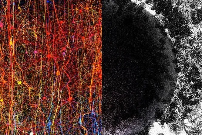 Сколько измерений существует в нашем мозге, выяснили ученые