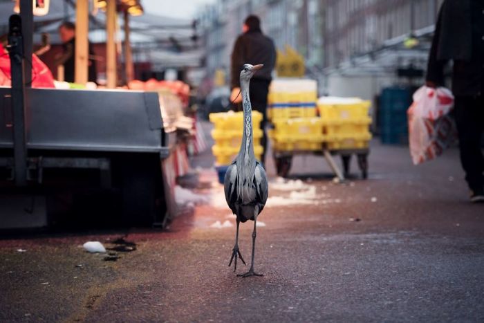 Dam Herons, Amsterdam, Netherlands